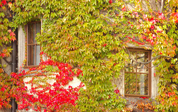 climbers and creepers create a traditional living wall 