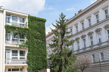 climbers and creepers create a natural living wall 