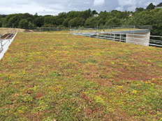 Sedum green roof by Landmark Living Roofs