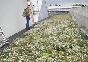 Living grass roof at Ruislip Gardens Underground depot