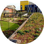 Green roofs and living walls in London and the UK 