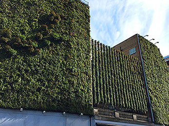 Modular soil free living wall system